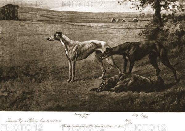 The Duke of Leeds' hounds,1911