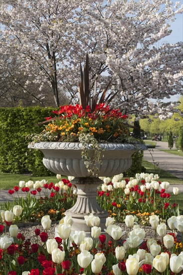 Regent's Park - Springtime floral displays in Regent's Park, London