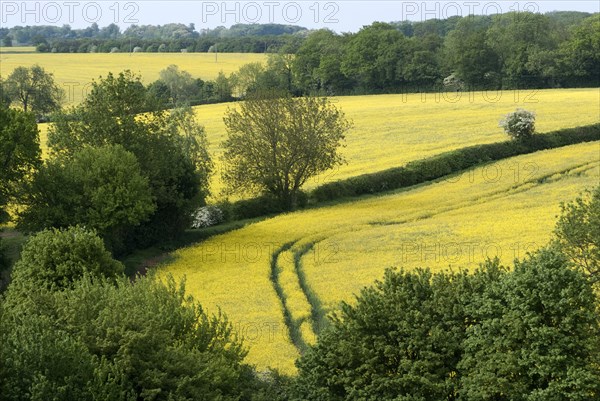 Suffolk countryside, England