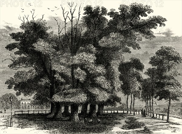 'The "Seven Sisters", in 1830'