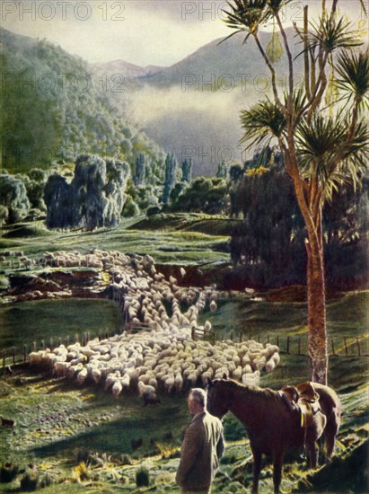 'Amid the Beauties of New Zealand's Sheep Farms', c1948