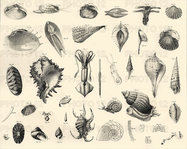 'Mollusca', c1910