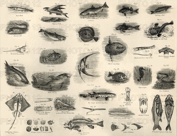 'Fishes', c1910