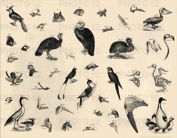 'Birds', c1910