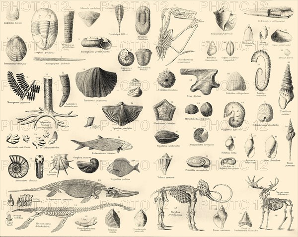 'Palaeontology', c1910