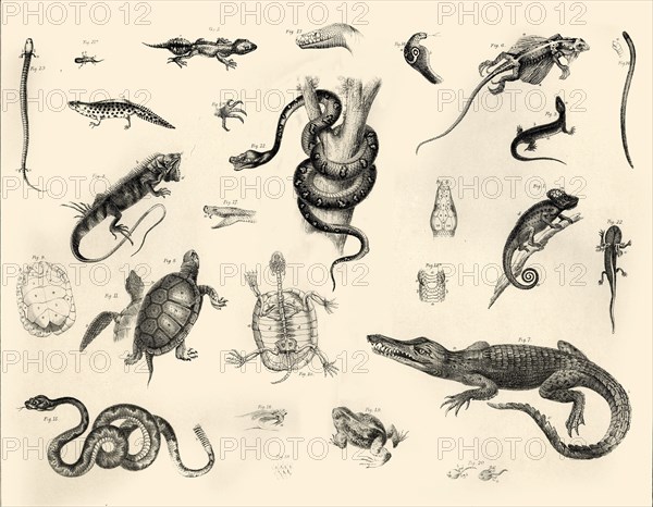 'Reptiles', c1910