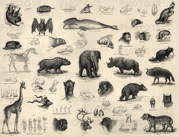 'Mammals', c1910