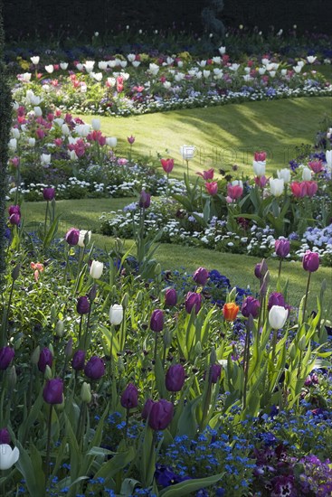 Regent's Park - Springtime floral displays in Regent's Park, London