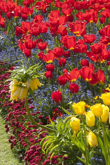 Regent's Park - Springtime floral displays in Regent's Park, London