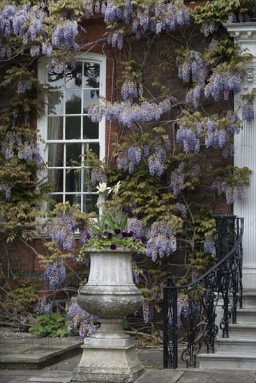 A manor house covered by ancient wisteria branches, close to Richmond Park