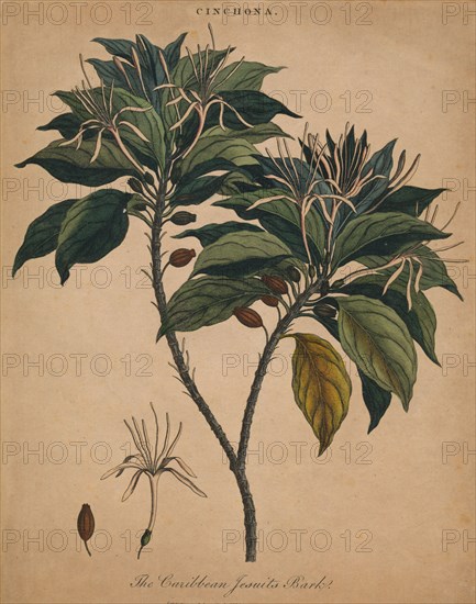 'Cinchona. The Caribbean Jesuits Bark', 1801. Creator: Unknown.