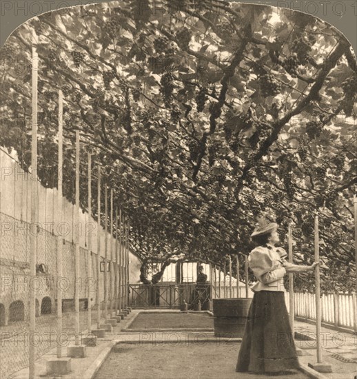 'The Oldest Grapevine in the World, Hampton Court Palace, (planted 1768) England', 1897.   Creator: Works and Sun Sculpture Studios.