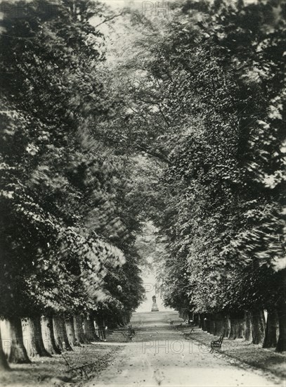 'Famous Limes, the Quarry, Shrewsbury', c1920s. Creator: Unknown.