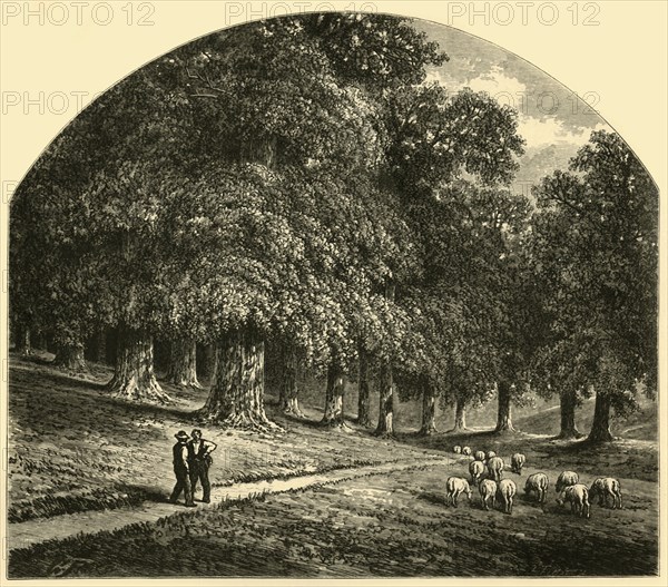 'Druid-Hill Park', 1874.  Creator: John Filmer.