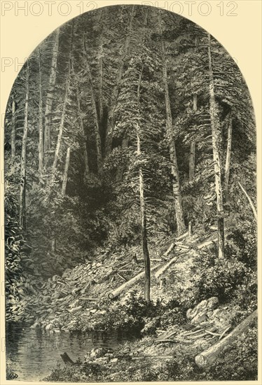 'Pine Forest on West Branch of the Susquehanna', 1874.  Creator: Unknown.