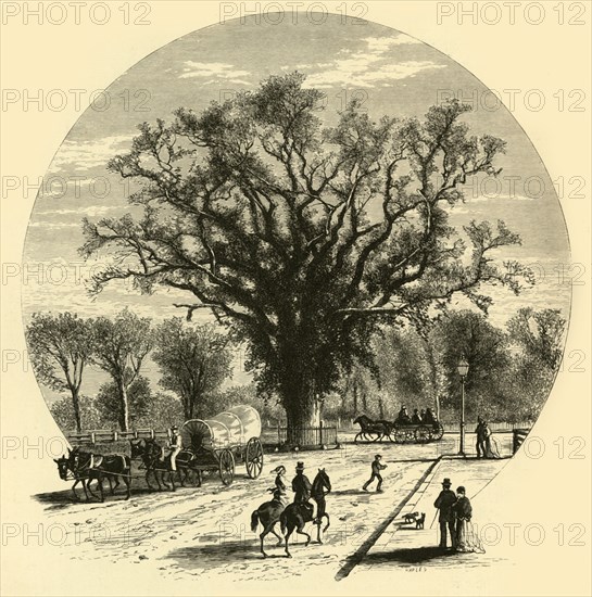 'Washington Elm, Cambridge', 1874.  Creator: John J. Harley.