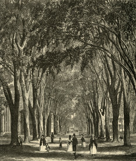 'The New-Haven Elms', 1874. Creator: Henry Duff Linton.