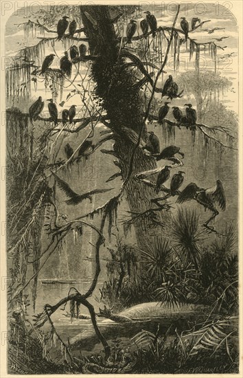 'Waiting for Decomposition', 1872.  Creator: Frederick William Quartley.