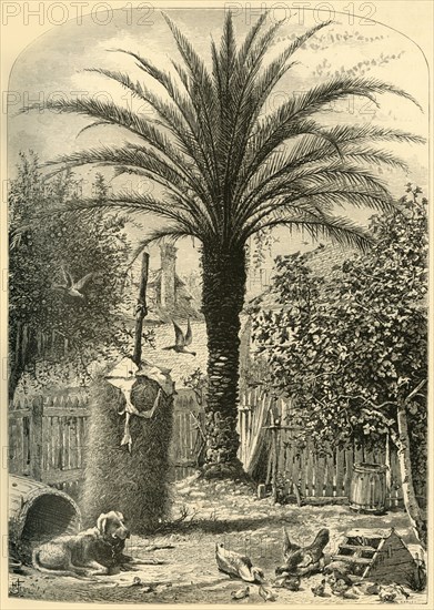 'Scene in St. Augustine - The Date Palm', 1872.  Creator: John J. Harley.