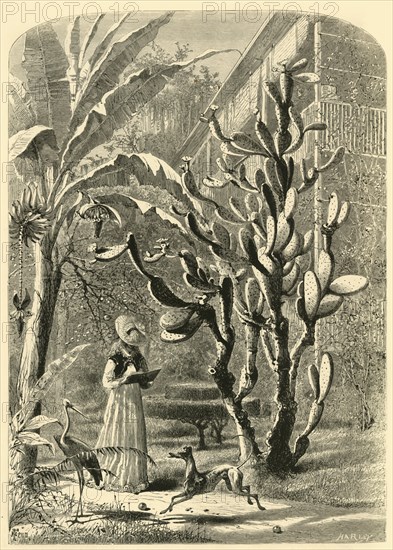 'A Garden in Florida', 1872.  Creator: John J. Harley.