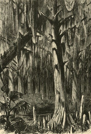 'Cypress-Swamp', 1872.  Creator: J. G. Smithwick.