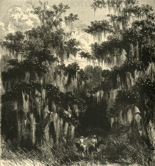 'Magnolia Swamp', 1872.  Creator: Alfred Waud.