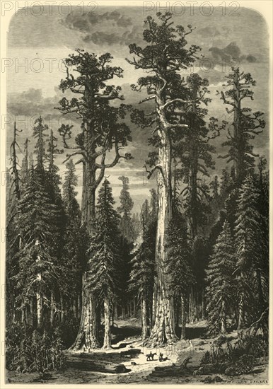 'Big Trees - Mariposa Grove', 1872.  Creator: John Filmer.