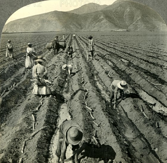 'Planting the Sugar Cane in a Large Hacienda near Lima, Peru.', c1930s. Creator: Unknown.