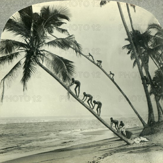 'Natives Climbing Palm Trees Overhanging an Orient Sea, Island of Ceylon', c1930s. Creator: Unknown.