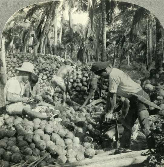 'Husking Coconuts - a Familiar Scene in the Great Coconut Country near Pagsanjan, Island of Luzon, P Creator: Unknown.