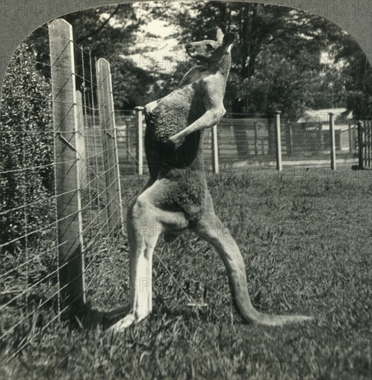 'The Kangaroo, Native Only to Australia, Melbourne, Victoria', c1930s. Creator: Unknown.