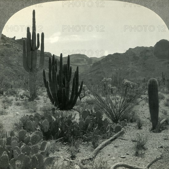 'Typical Cacti of Southern Arizona Desert, Pima County', c1930s. Creator: Unknown.