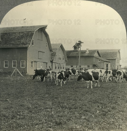 'Group of Modern Dairy Barns and Herd of Holstein Cattle at Lake Mills, Wisconsin.', c1930s. Creator: Unknown.