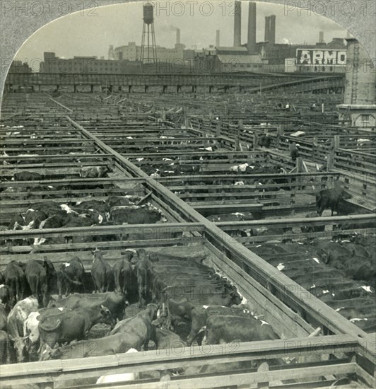 'The Great Union Stock Yards, Largest Live Stock Market on Earth, Chicago, Illinois', c1930s. Creator: Unknown.