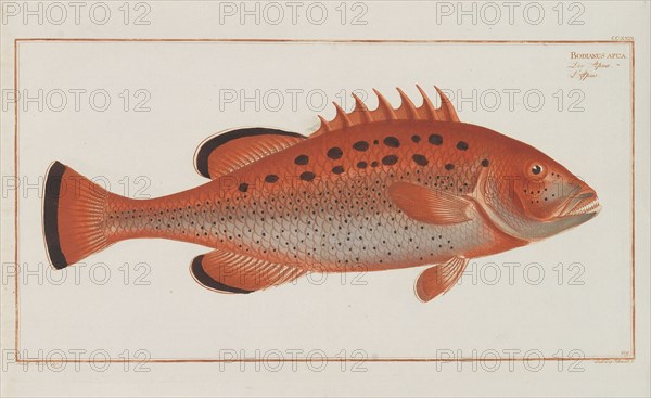 Allgemeine Naturgeschichte der Fische Deutschlands, 1782-1793. Creator: Bloch, Marcus Élieser (1723-1799).