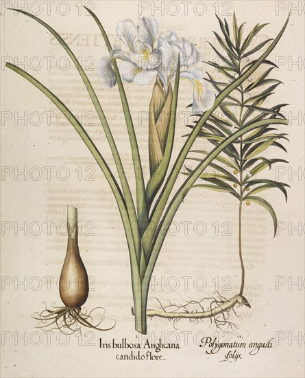 Iris bulbosa Anglicana, 1613. Creator: Besler, Basilius (1561-1629).