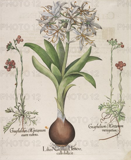 Lilio Narcissus Hemerocalli, 1613. Creator: Besler, Basilius (1561-1629).