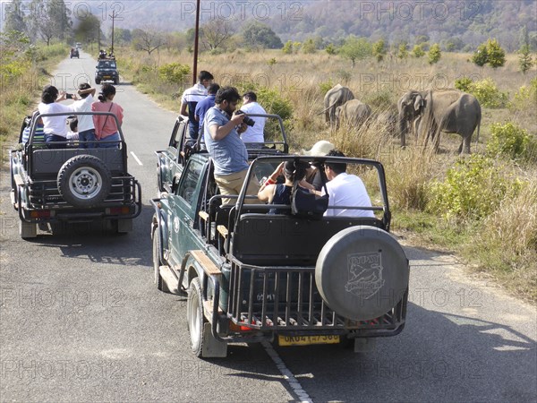 Elephants , Jim Corbett Tiger reserve, Uttarakhand, India. Creator: Unknown.