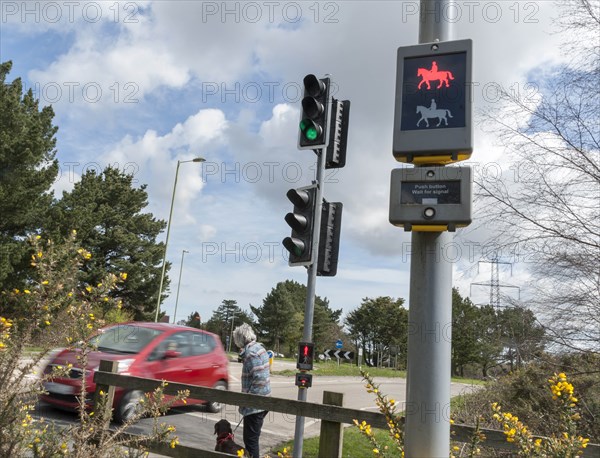 Pedestrian with dog using pelican crossing on road at Dibden Purlieu, Hampshire 2016. Creator: Unknown.