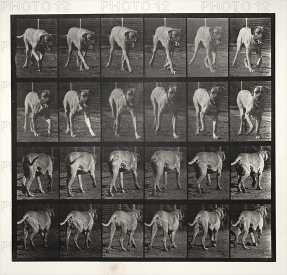 Dread Trotting, 1887. Creator: Eadweard J. Muybridge (American, 1830-1904); University of Pennsylvania.