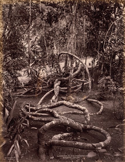 A Creeper in the Peradeniya Gardens, Ceylon, c. 1880. Creator: Scowen & Co. (British, active Ceylon, 1876-1895).