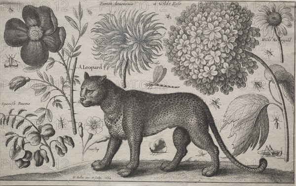 Animals and Plants: Leopard with Plants and Insects, 1662. Creator: Wenceslaus Hollar (Bohemian, 1607-1677).