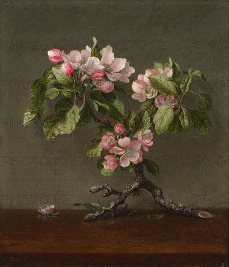 Apple Blossoms, 1873. Creator: Martin Johnson Heade (American, 1819-1904).