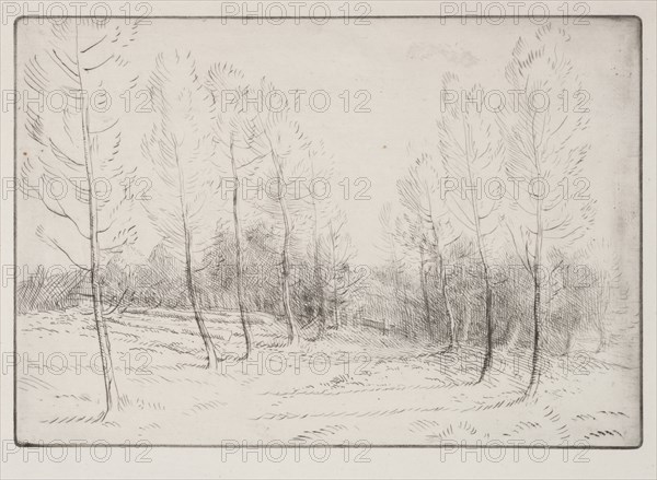 Avenue of Poplars. Creator: Alphonse Legros (French, 1837-1911).