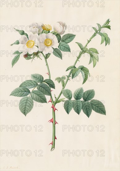 Brier Bush Rose or Dog Rose (Rosa Leucantha), 1817-1824. Creator: Henry Joseph Redouté (French, 1766-1853).
