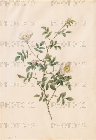 Brier Bush Rose or Dog Rose (Rosa Sepium Rosea), 1817-1824. Creator: Henry Joseph Redouté (French, 1766-1853).
