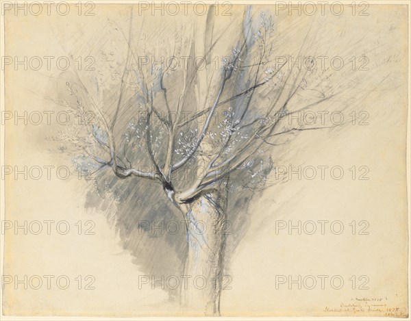 Budding Sycamore, c. 1876. Creator: John Ruskin (British, 1819-1900).