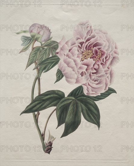 Chinese Tree Peony (Paeonia suffruticosa), c. 1820. Creator: Smith (British).