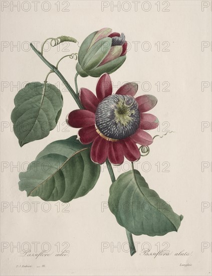 Choix des plus belles fleurs...plus beaux fruits: Passiflore ailee, 1827. Creator: Henry Joseph Redouté (French, 1766-1853).
