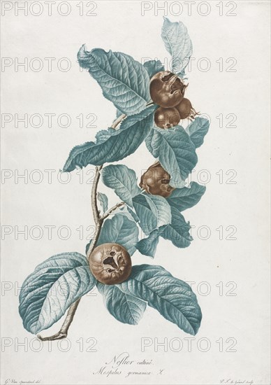 Cultivated Medlar (Mespilus germanica), c. 1800. Creator: Gerard van Spaendonck (Dutch, 1746-1822).